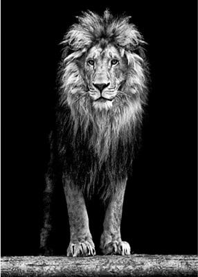 Black and white diamond dot painting of Lion