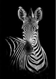 Black and white diamond dot painting of Zebra