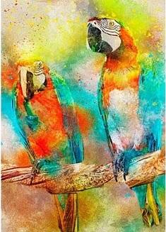 Colourful Macaw