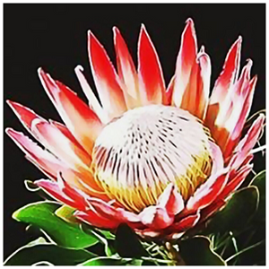 King Protea