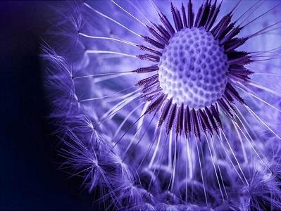 Purple Dandelion