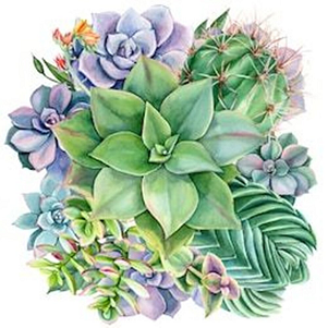 Succulent_N