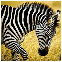 Zebra