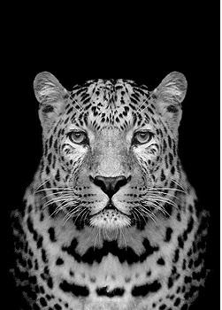 Black and white Portrait of Leopard