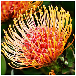 Protea Pincushion