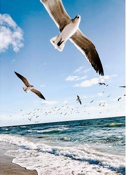 Flying Seagulls