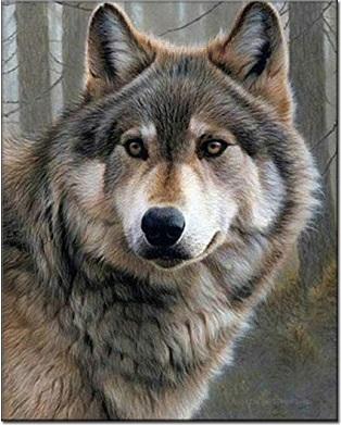 Wolf Portrait